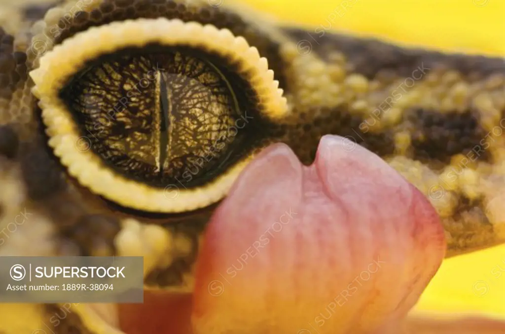 Adult Leopard Gecko Eye And Tongue