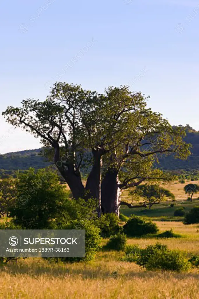Baobab tree, Tarangire National Park, Tanzania, Africa