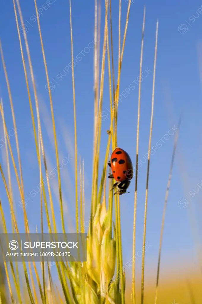 Lady bug on a plant