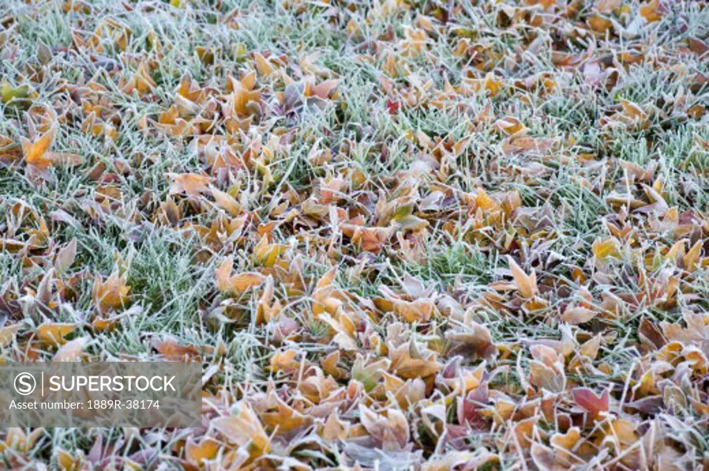 Frost on Autumn leaves