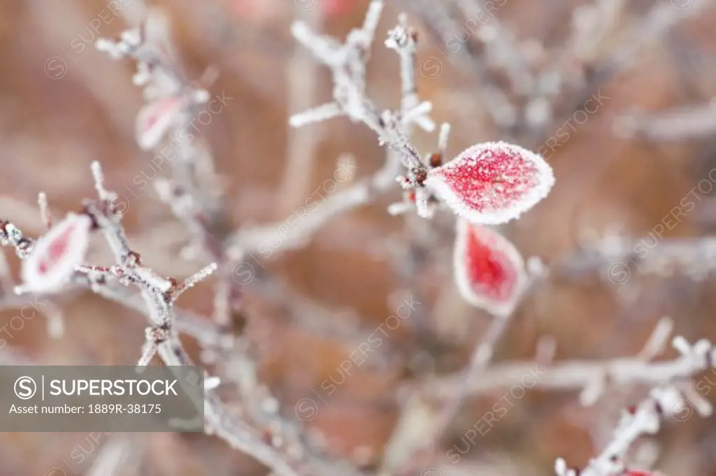 Frosty branches