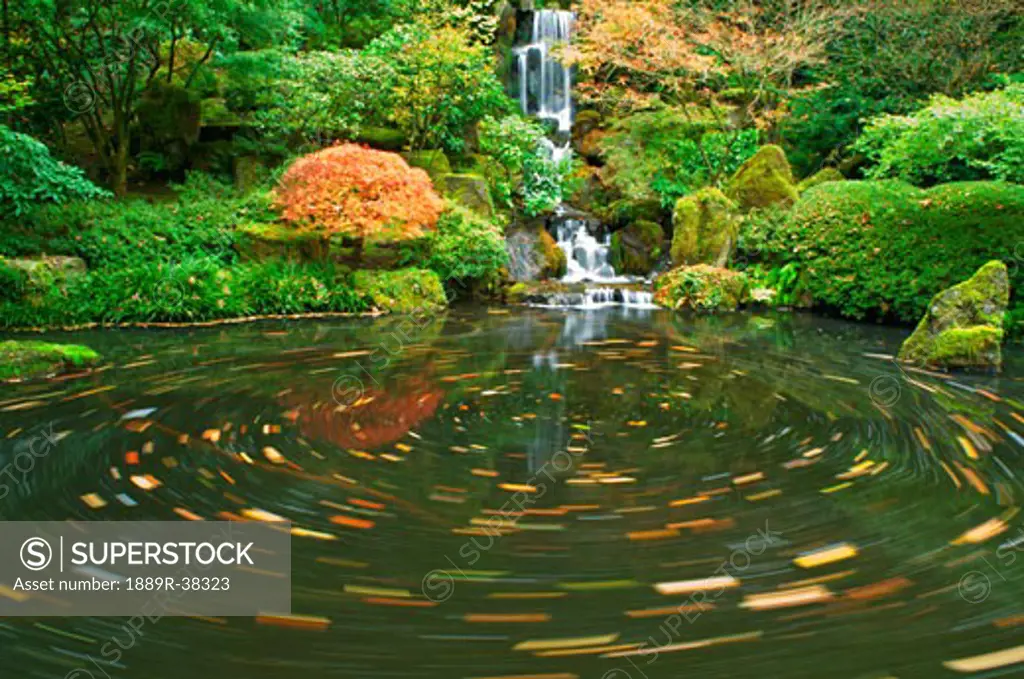Swirling leaves in a pond with waterfall
