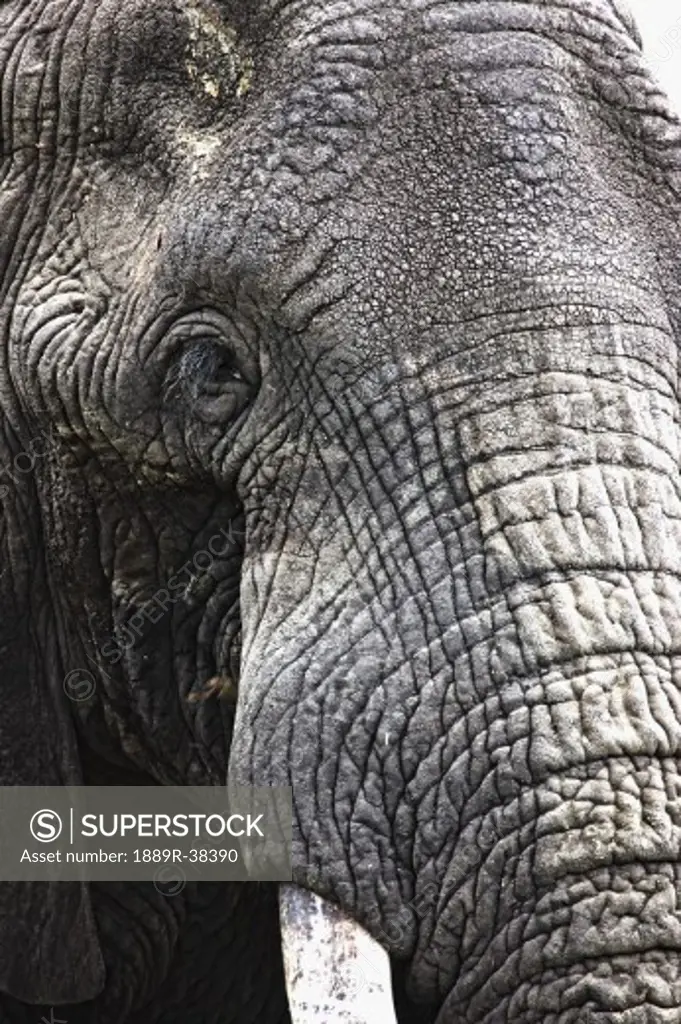 Portrait of African Bull Elephant  