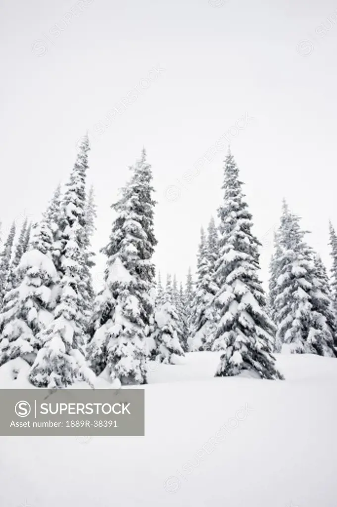 Snow capped trees in winter