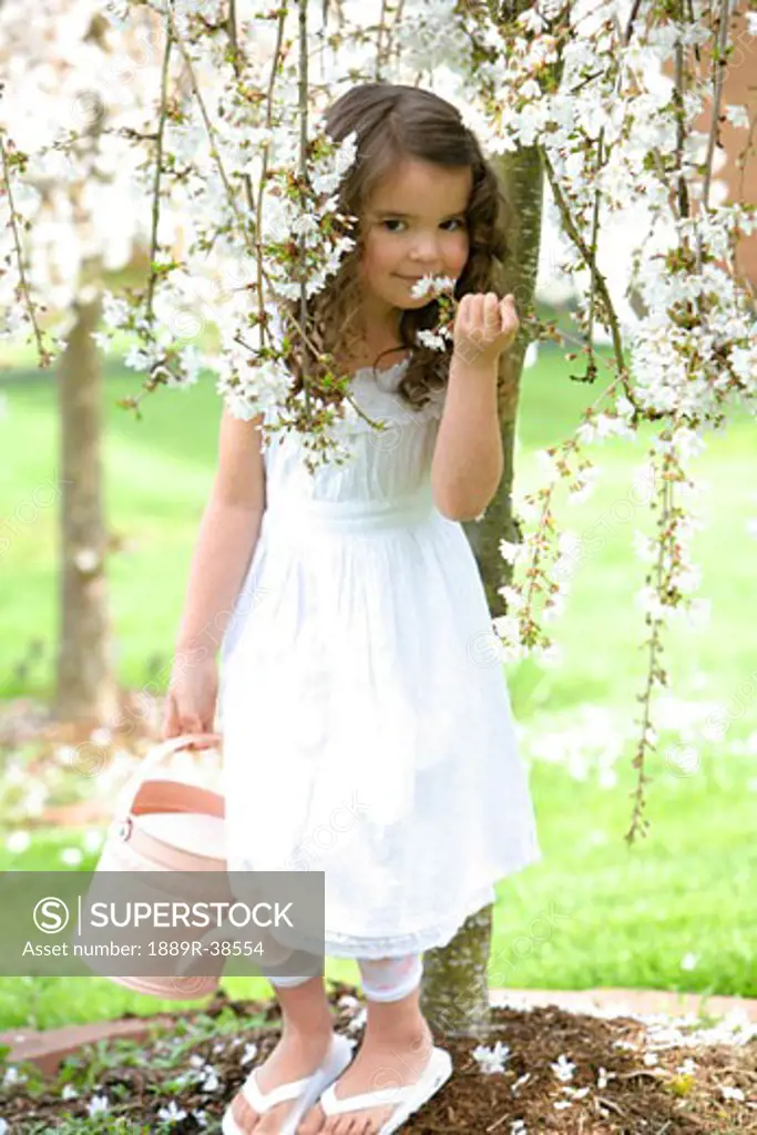 Little girl smelling cherry blossoms