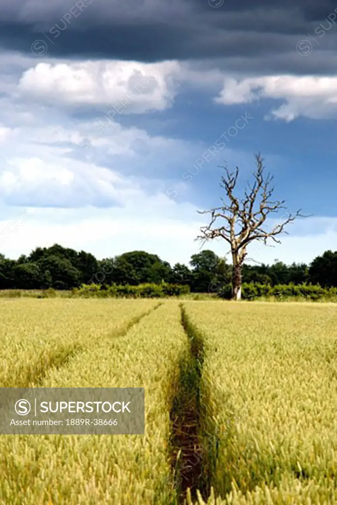North Yorkshire, England; Wheat field