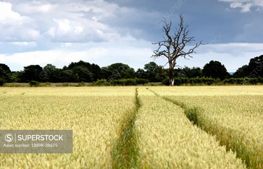 North Yorkshire, England; Wheat field
