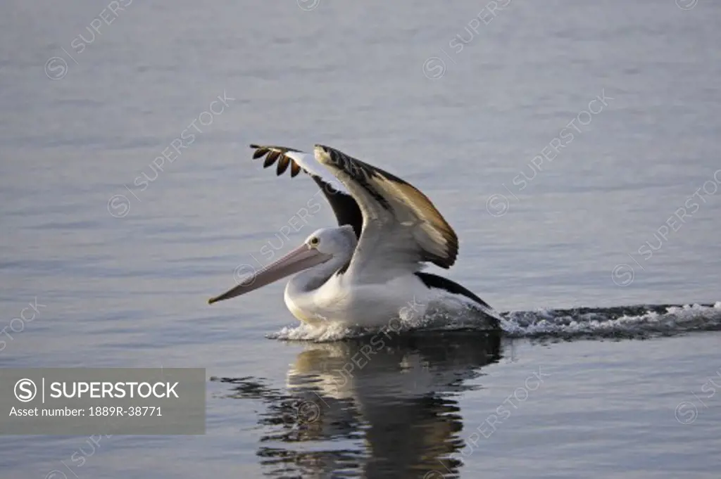 Australian Pelican landing on water, Pelecanus conspicullatus, Kangaroo Island, Australia  