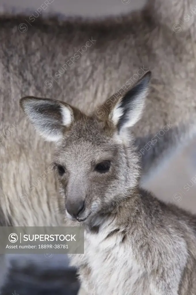 Eastern Grey Kangaroo, Macropus cinereus, Australia
