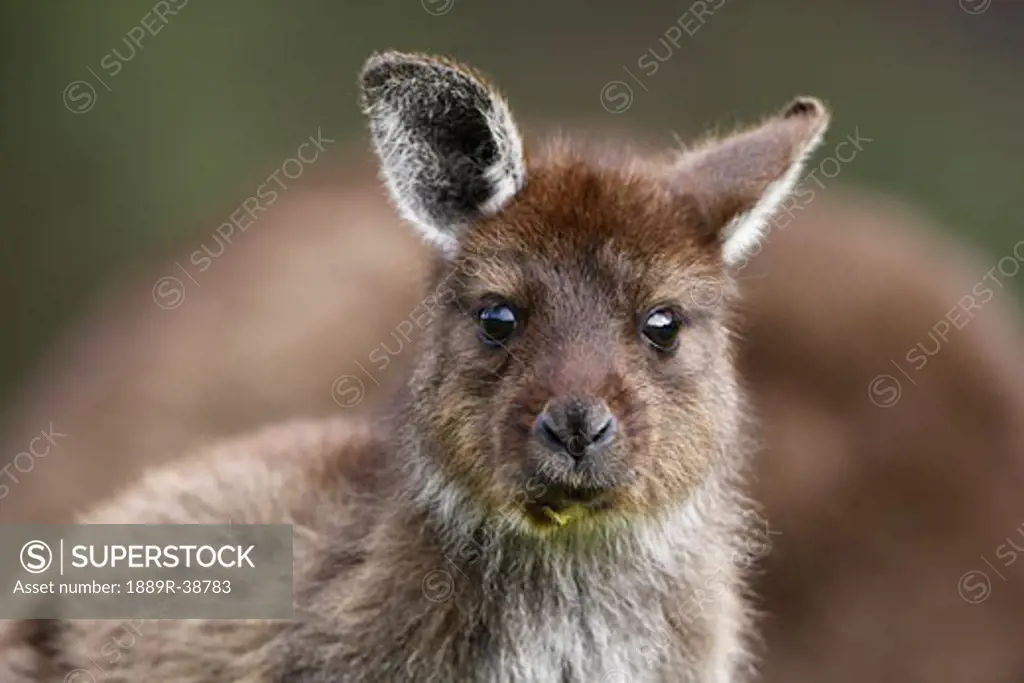 Eastern Grey Kangaroo, Marcropus cinereus, Kangaroo Island, Australia