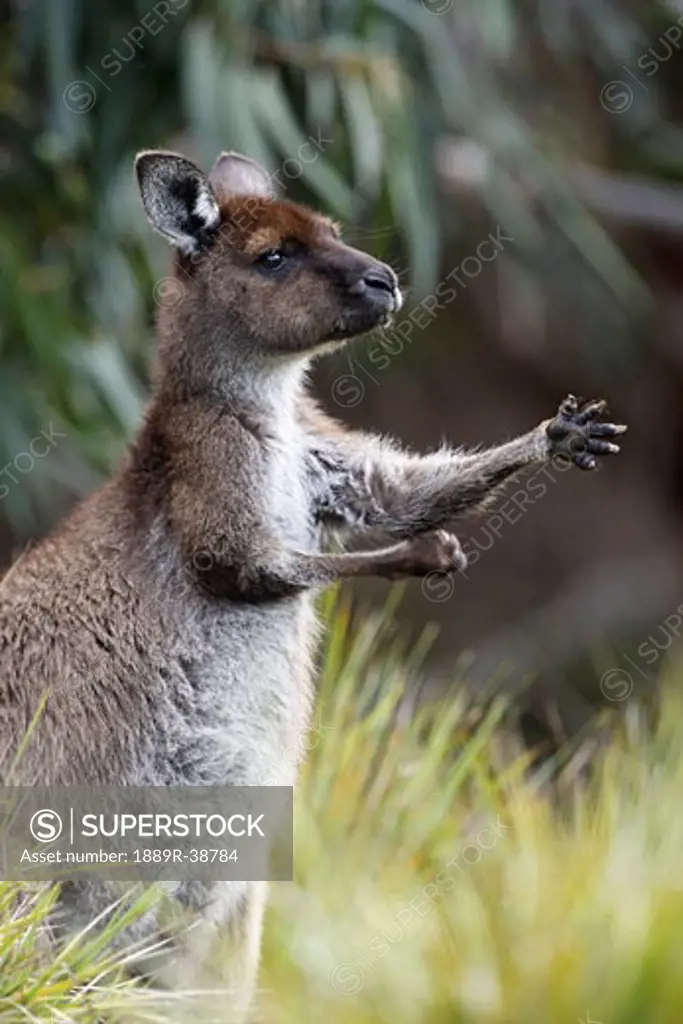 Eastern Grey Kangaroo, Marcropus cinereus, Australia