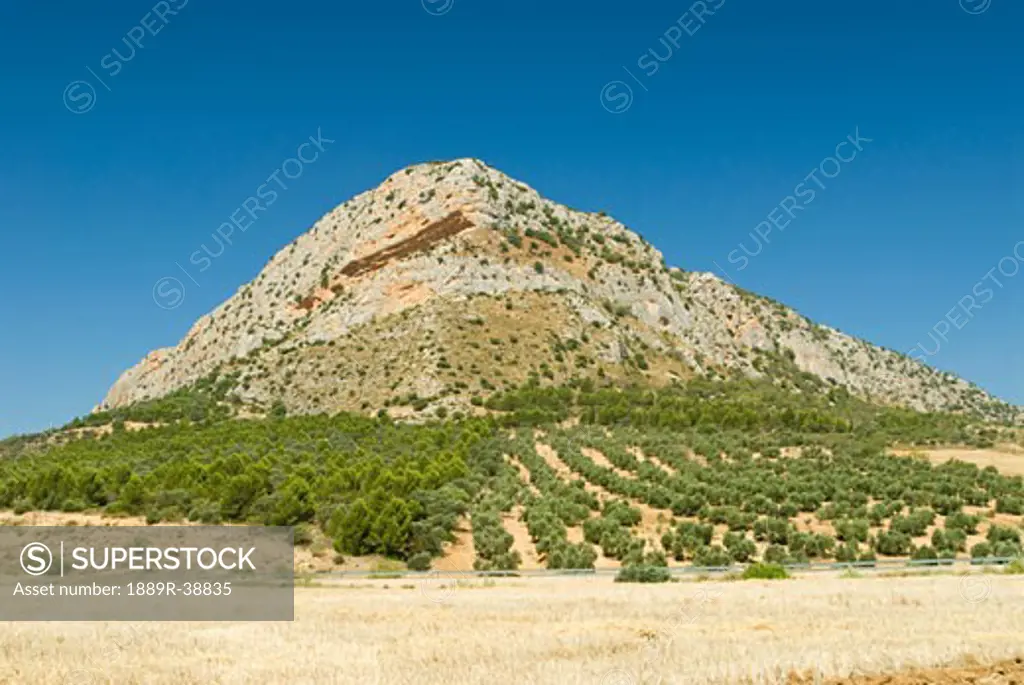 Olive trees and quarrying stone, Andalucia, Spain, Europe