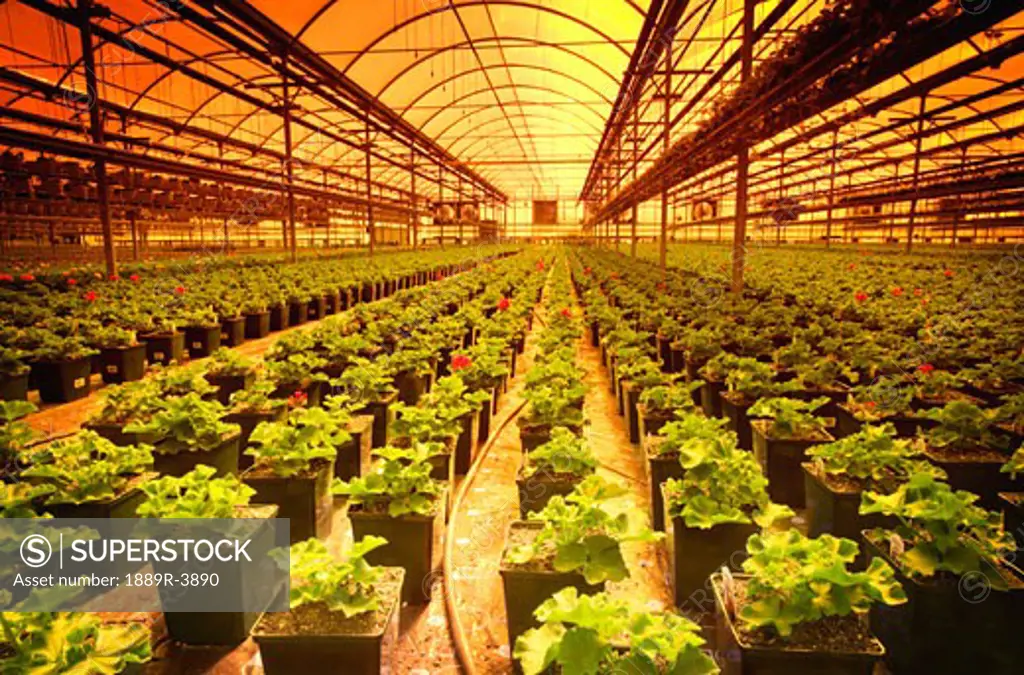 Plants being grown in a commercial greenhouse
