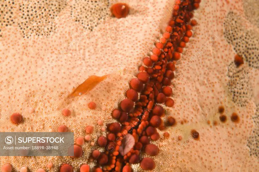 Starfish Shrimp (Periclimenes soror), Cushion Sea Star (Culcita novaguineae)