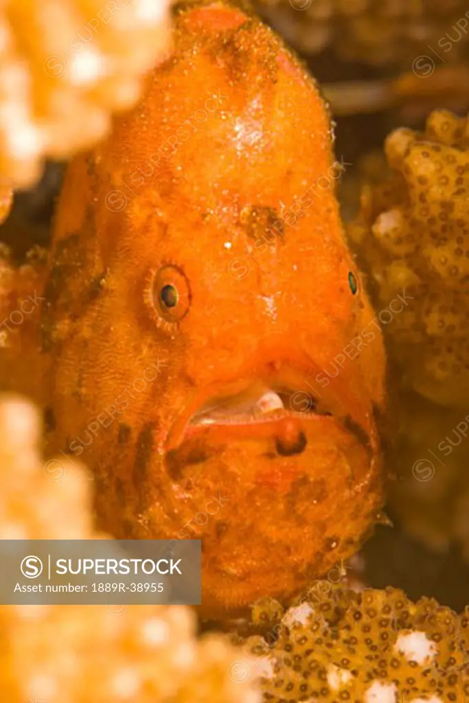 Spotfin Frogfish (Antennarius nummifer)