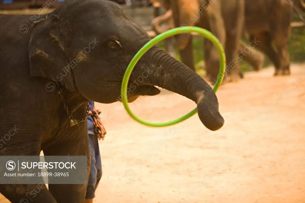 Maesa Elephant Camp near outskirts of Chiang Mai, Thailand, Southeast Asia