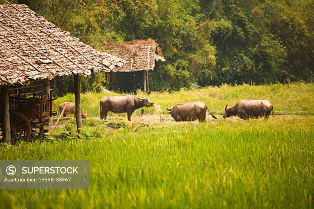 Cows, Tong Luang Village, Chiang Mai, Thailand, Southeast Asia