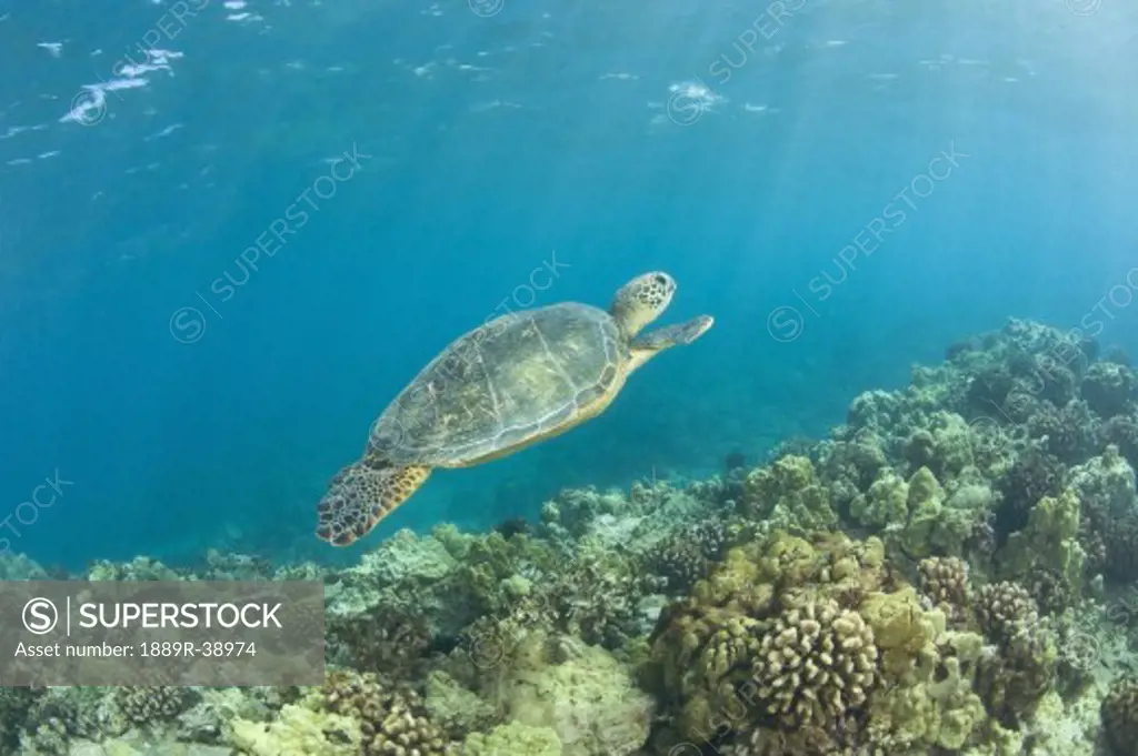 Green Sea Turtle (Chelonioidea), Turtle Cleaning Station, South Maui, Hawaii, USA
