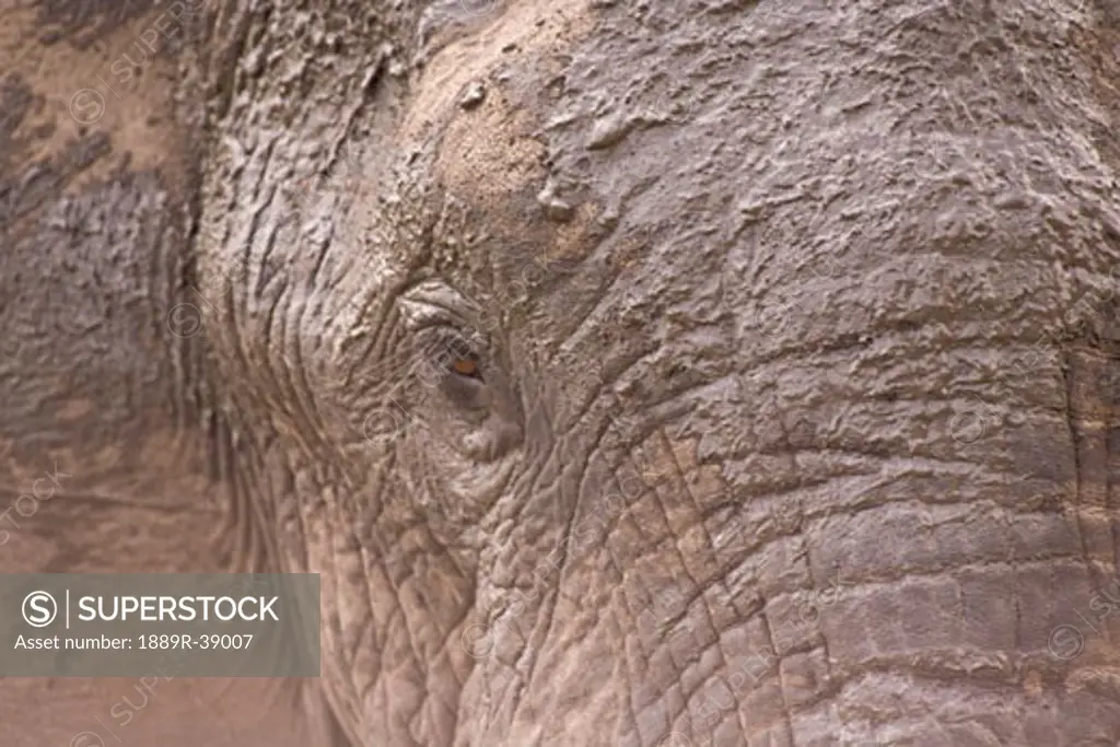 African Elephant (Loxodonta africana), Arathusa Safari Lodge, Sabi Sand Reserve, Mpumalanga, South Africa, Africa  