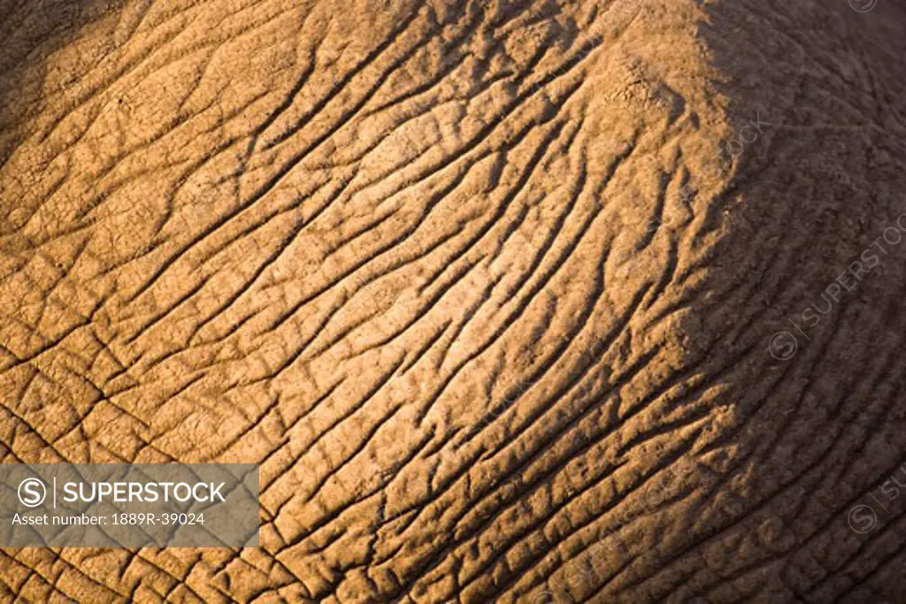 Closeup of elephant skin
