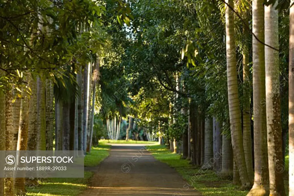 Royal Palms, Royal Botanical Gardens, Pamplemousses, Northern Mauritius, Africa  