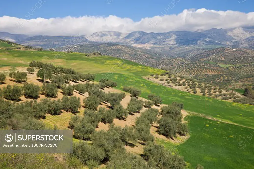 Andalusian countryside near Riogordo, Malaga Province, Spain