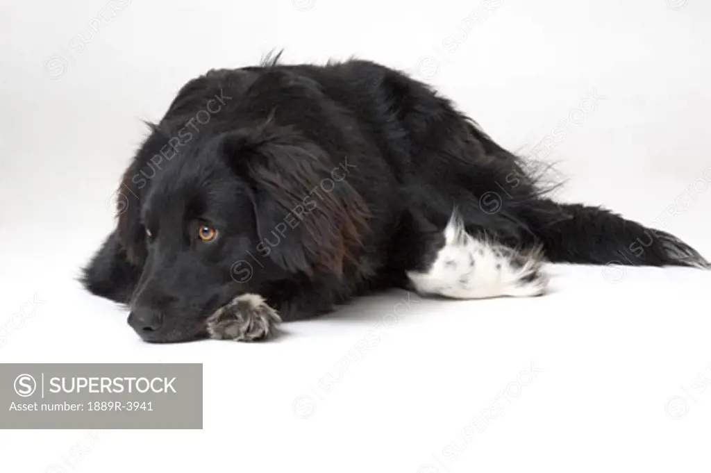 Black and white collie