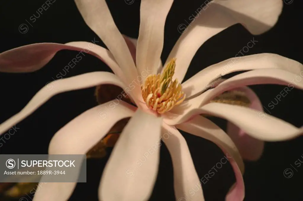 Star magnolia flower