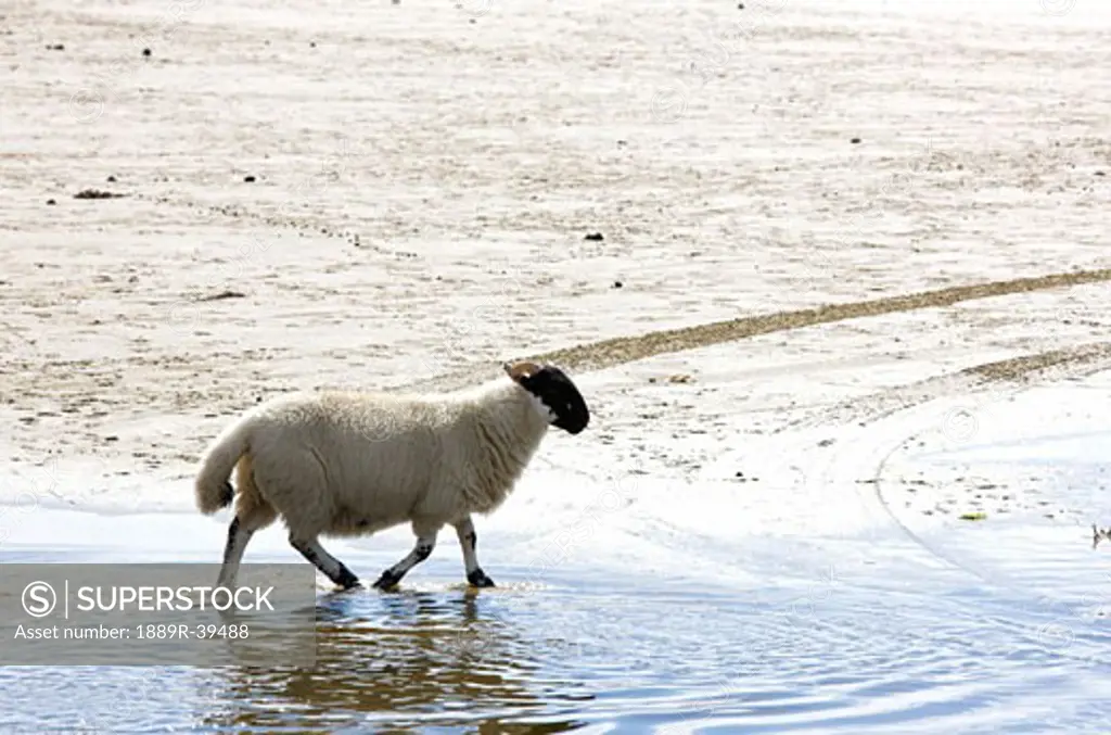 Sheep, Colonsay, Scotland
