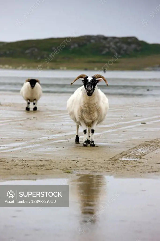 Sheep on the beach, Colonsay, Scotland