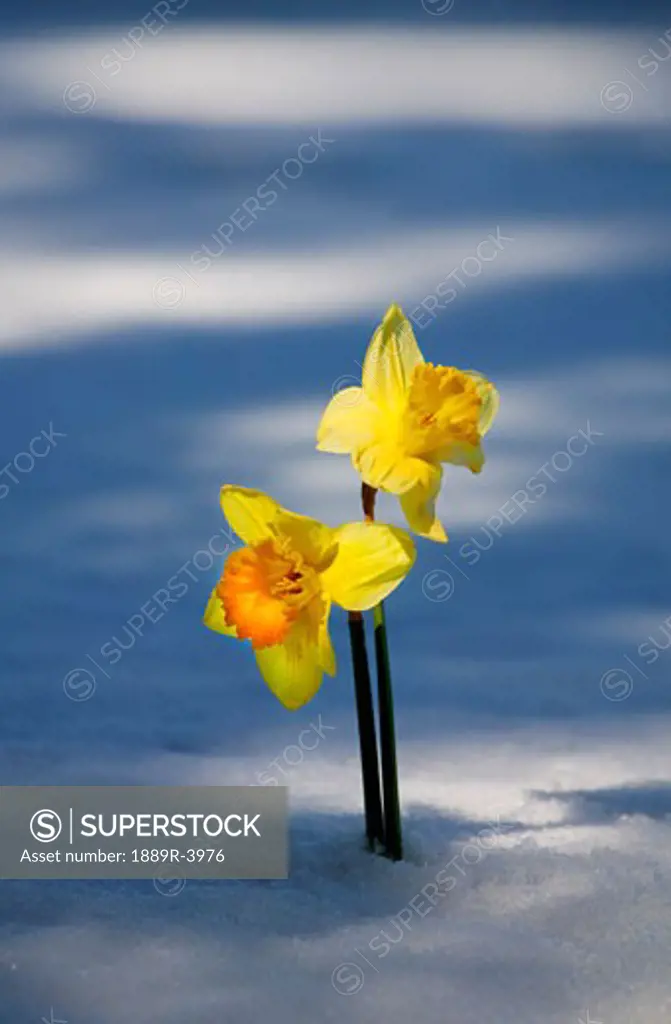 Two daffodils in snow