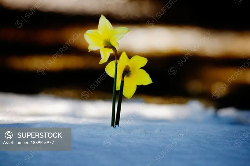 Two daffodils in snow