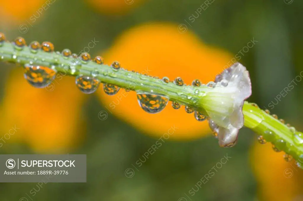 Closeup of water droplets on a poppy flower