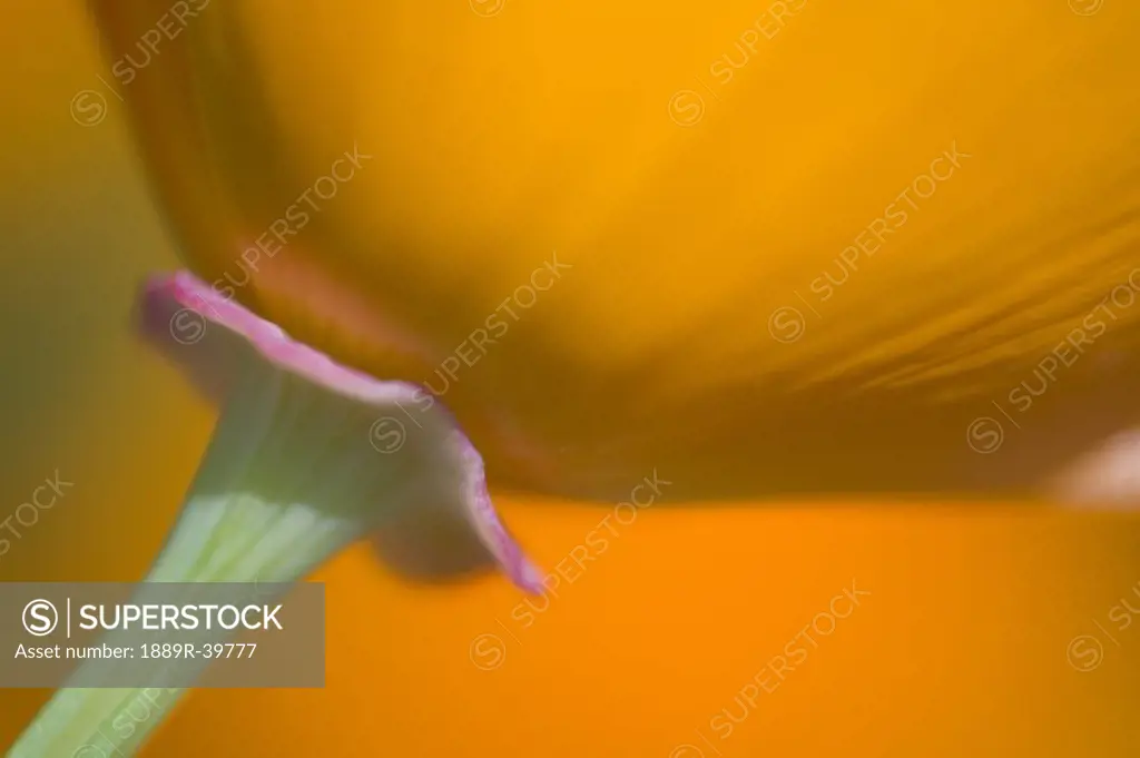Close up of poppy