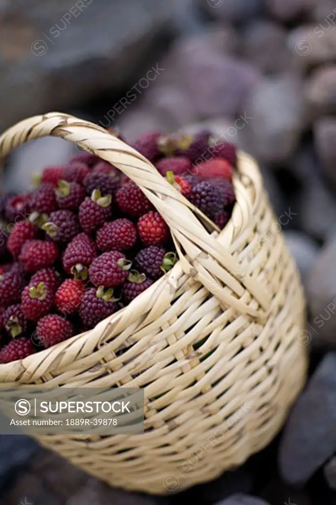 Blackberries in a basket