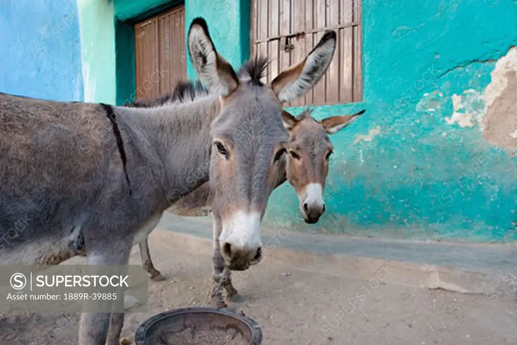 Donkeys, Harar, Ethiopia, Africa