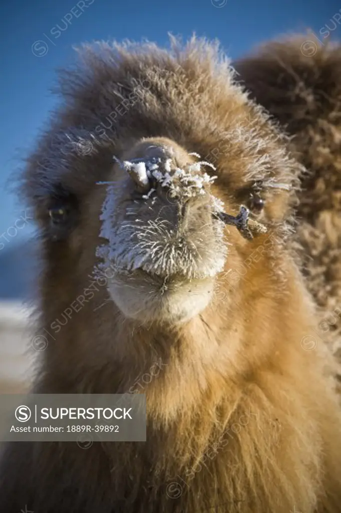 Bactrian Camel (Camelus bactrianus), Mongolia