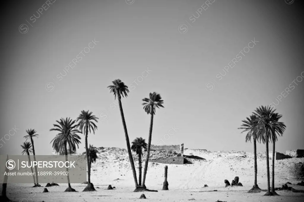 Palm trees in the Sahara desert, Douz, Tunisia