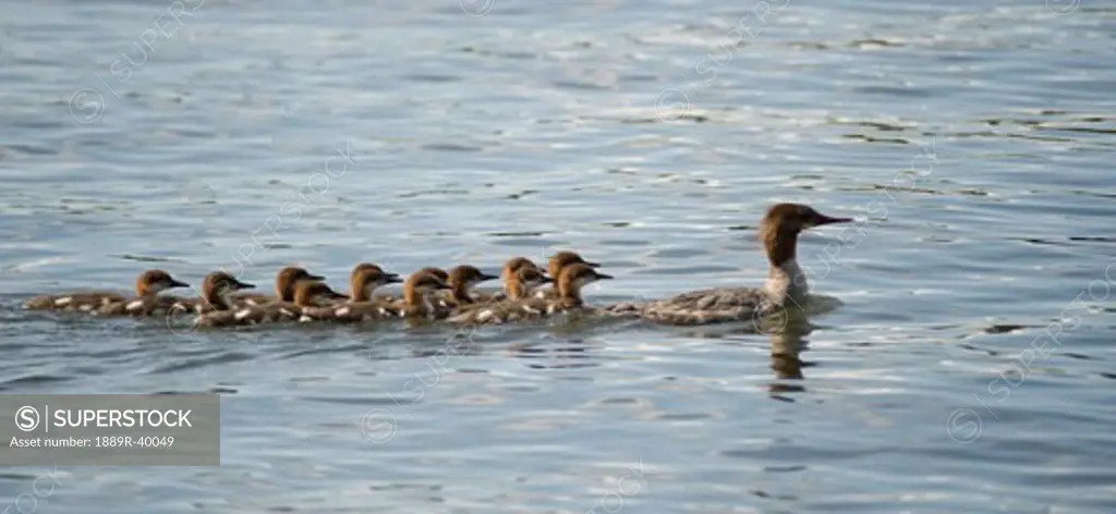 Duck and ducklings swimming in a row