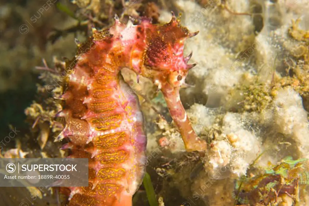 Mindoro, Puerto Galera, Philippines, Southeast Asia; Thorny Seahorse (Hippocampus hystrix)