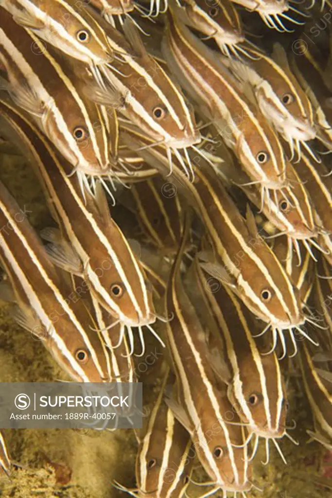 Puerto Galera, Philippines, Southeast Asia; Striped Catfish (Plotosus lineatus)
