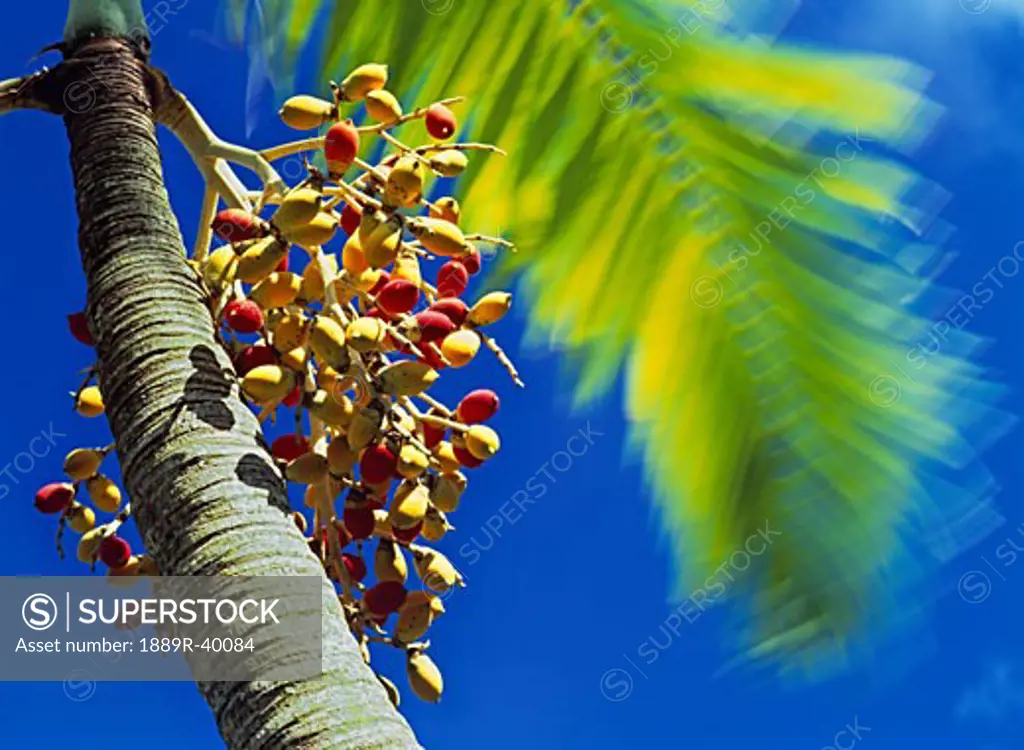 Island of Nevis, Caribbean; Date Palm (Phoenix dactylifera)