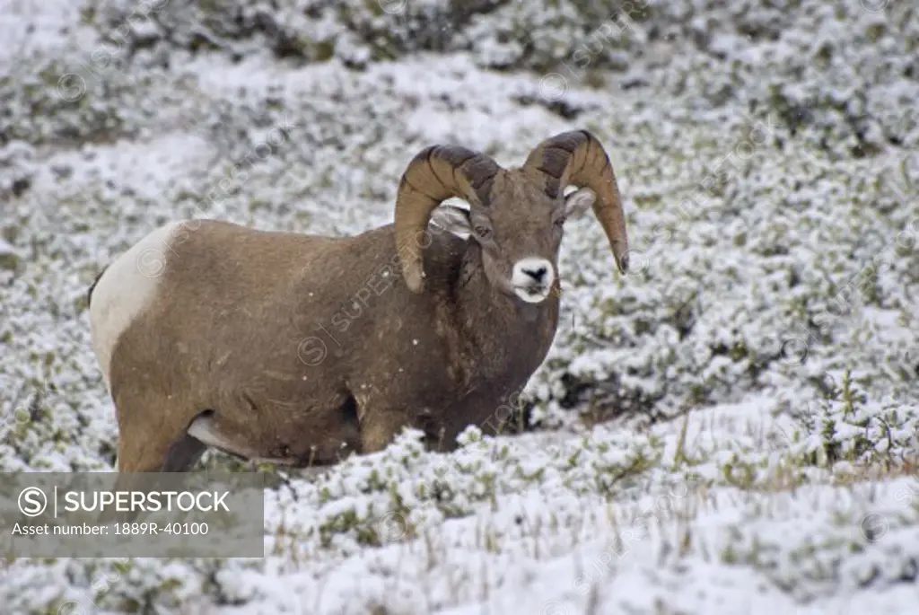 Jasper National Park, Alberta, Canada; Bighorn Sheep (Ovis Canadensis)