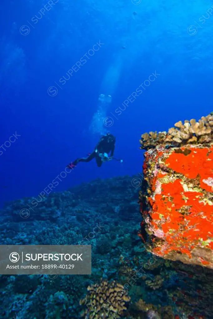 Molokini, Maui, Hawaii, USA; Scuba diver with a video camera at a volcanic crater and Red Sponges (Porifera)