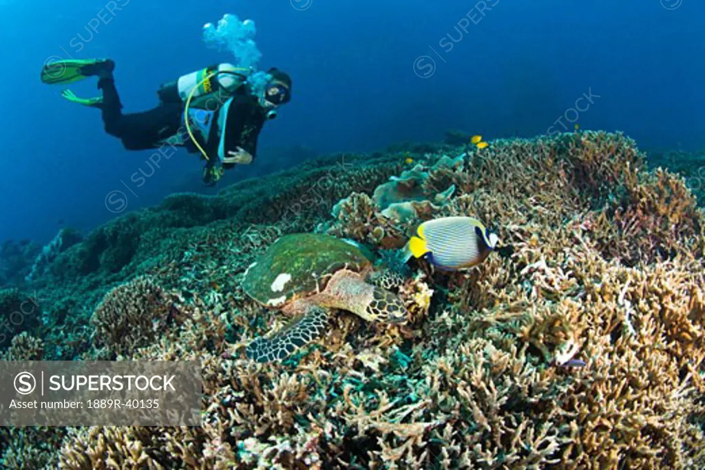 Similan Islands, Thailand; Scuba diver over a Hawksbill Turtle (Eretmochelys imbricata) and Angelfish