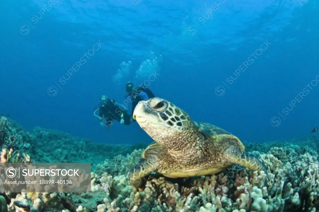 Maui, Hawaii, USA; Scuba divers and a Green Sea Turtle