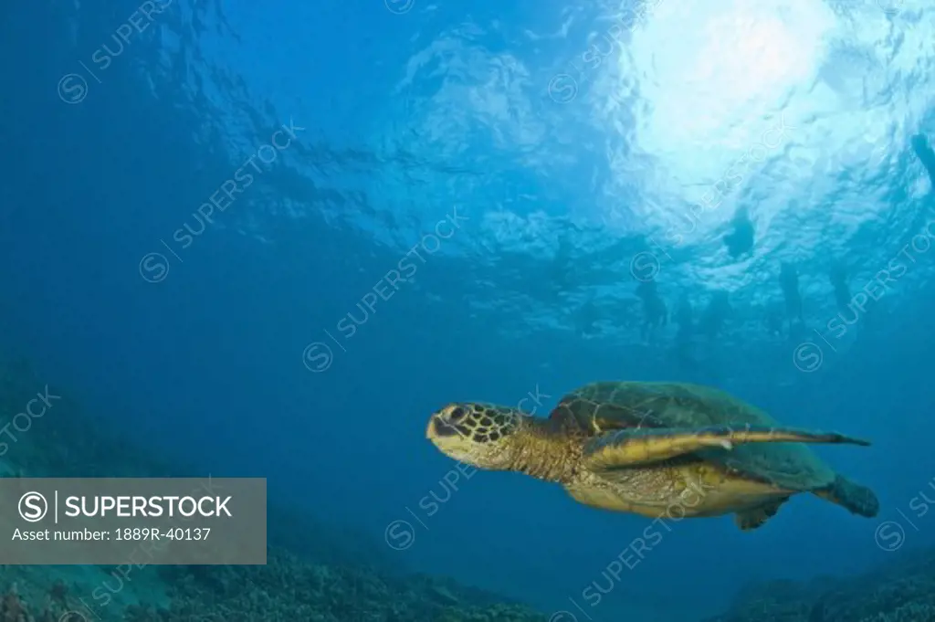 Makena State Park, South Maui, Hawaii, USA; Green Sea Turtle (Chelonia mydas)  