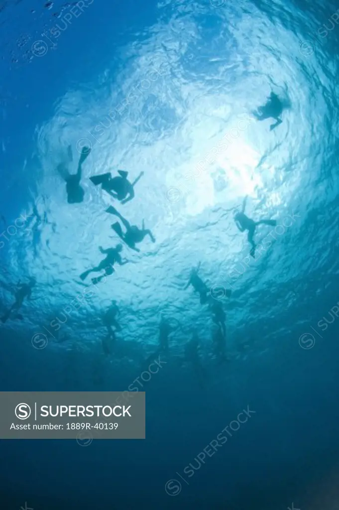 Scuba divers, South Maui, Hawaii, USA  