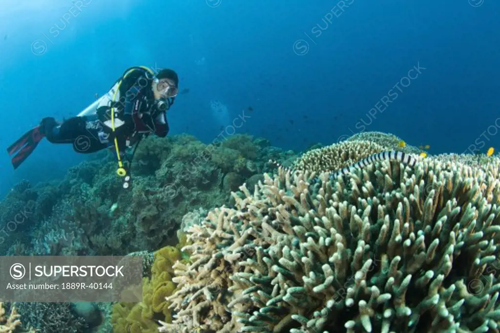 Sea Krait and Scuba Diver, Apo Island Marine Park, Philippines