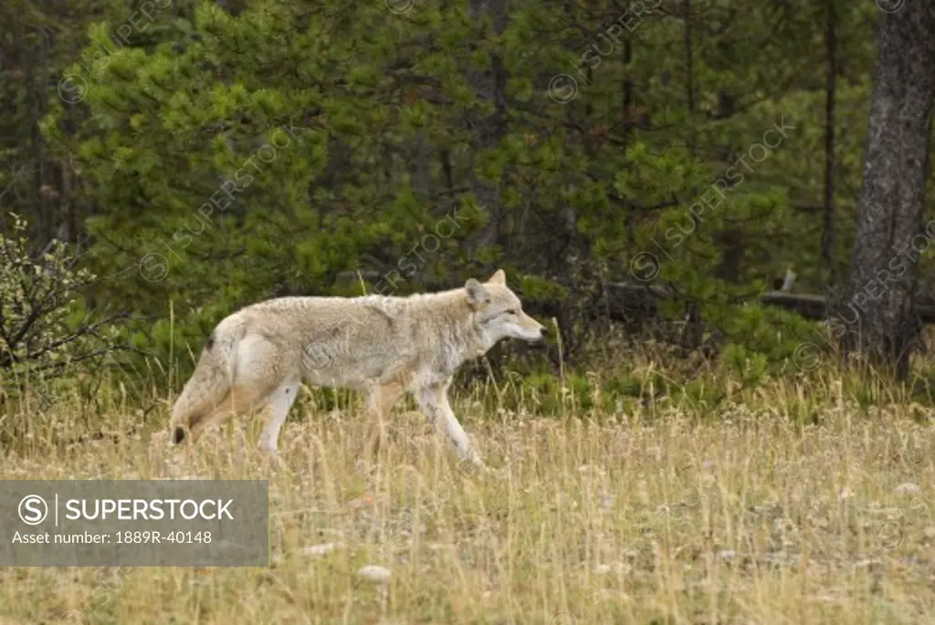 Coyote (Canis latrans), Jasper National Park, Alberta, Canada
